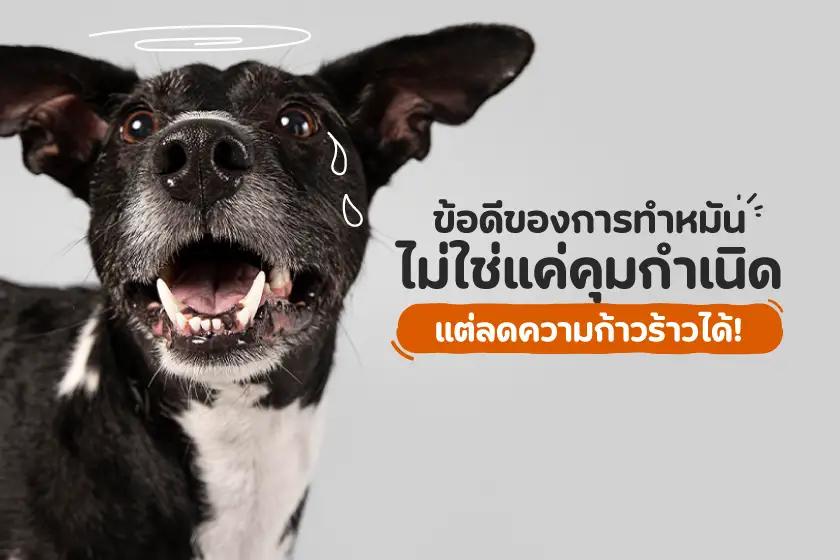 ข้อดีของการทำหมัน ไม่ใช่แค่คุมกำเนิด  แต่ลดความก้าวร้าวได้
