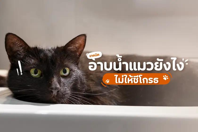 เทคนิคอาบน้ำแมวยังไง ไม่ให้ชีโกรธ
