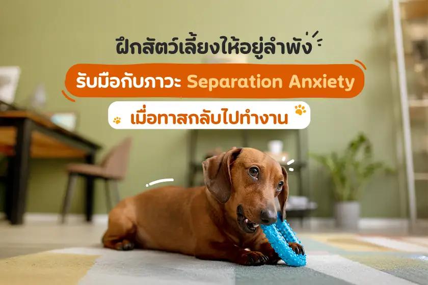 ฝึกสัตว์เลี้ยงให้อยู่ลำพัง  รับมือกับภาวะ Separation Anxiety  เมื่อทาสกลับไปทำงาน