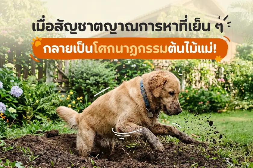 เมื่อสัญชาตญาณการหาที่เย็น ๆ  กลายเป็นโศกนาฏกรรมต้นไม้แม่!