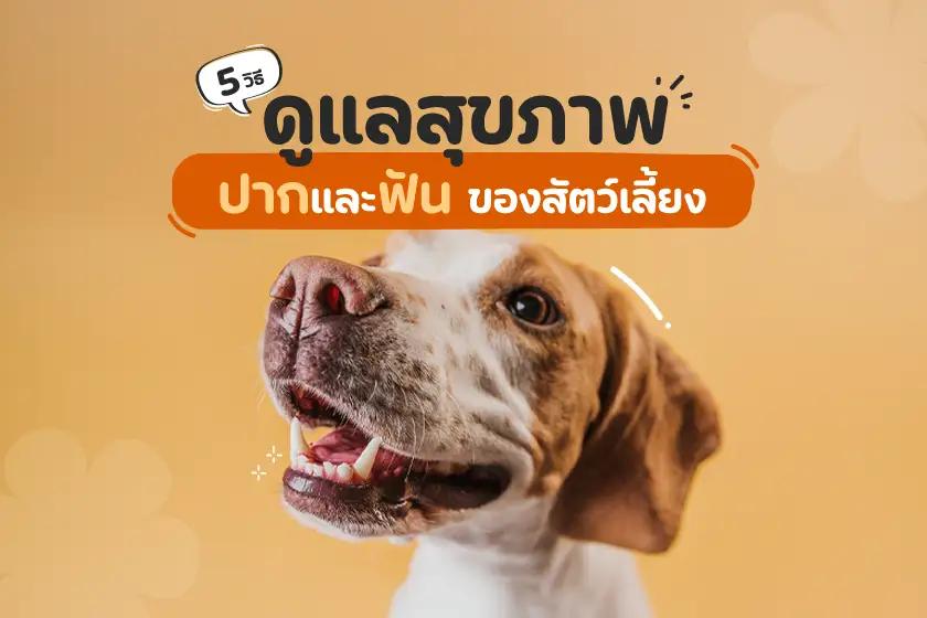 5 วิธีดูแลสุขภาพปากและฟันของสัตว์เลี้ยง