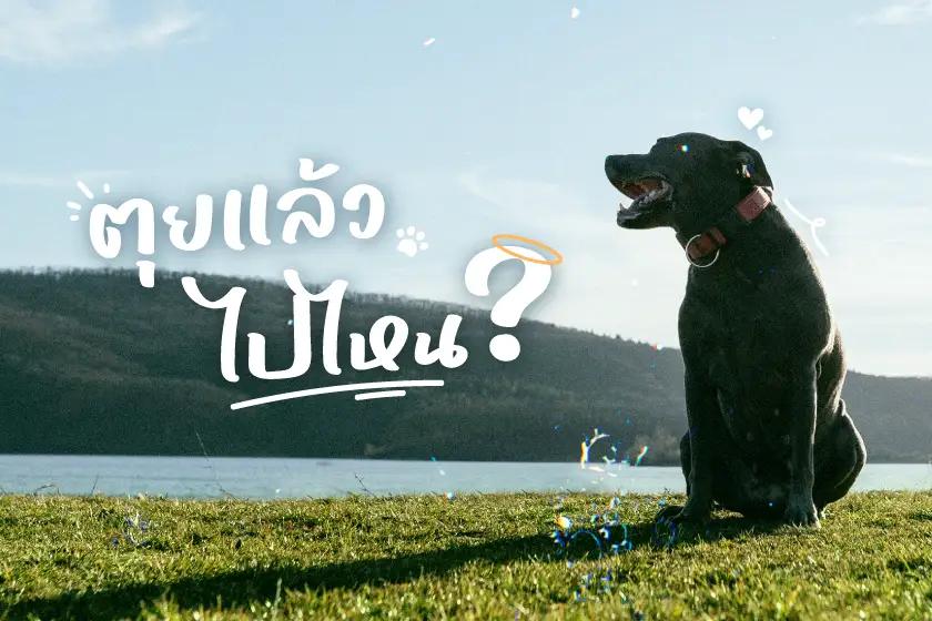 วิธีเผชิญหน้า “รับมือกับความเสียใจ” เมื่อวันที่สัตว์เลี้ยงจากไป