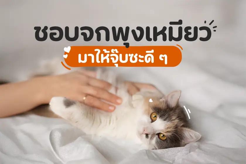 ชอบจกพุงเหมียว มาให้จุ๊บซะดี ๆ 
