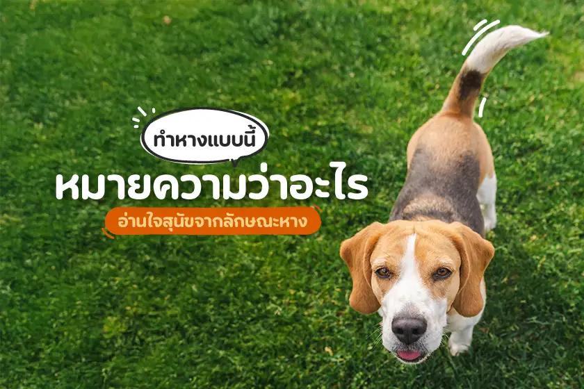 ทำหางแบบนี้หมายความว่าอะไร? อ่านใจสุนัขจากลักษณะหาง