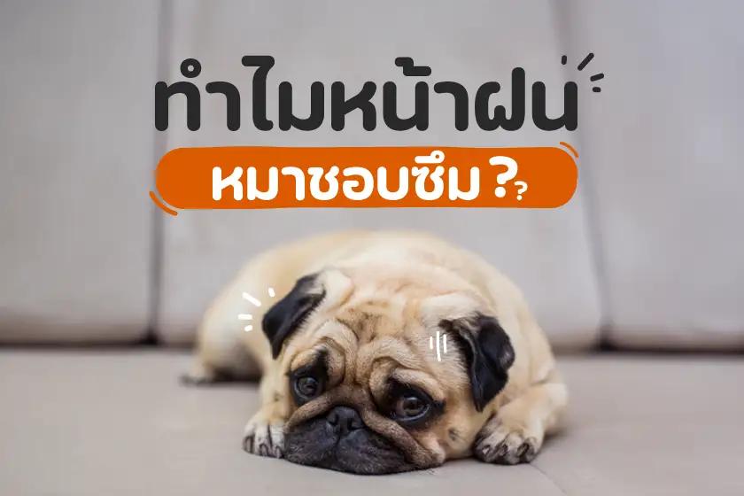 ทำไมหน้าฝน หมาชอบซึม???