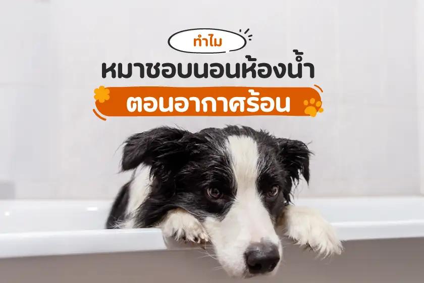 ทำไมหมาชอบนอนห้องน้ำตอนอากาศร้อน