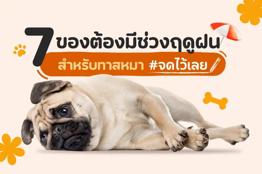 7 ของต้องมีช่วงฤดูฝน สำหรับทาสหมา จดไว้เลย!
