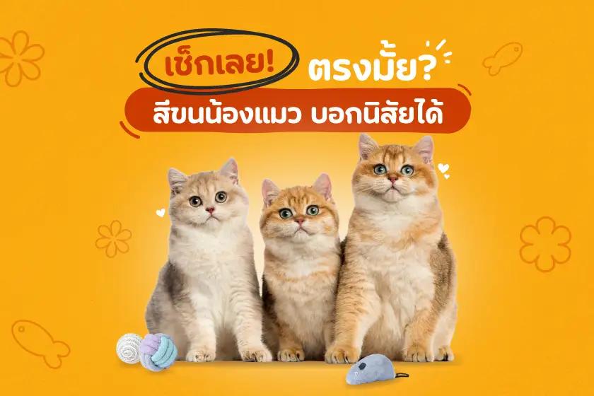 เช็กเลย! ตรงมั้ย? สีขนน้องแมว บอกนิสัยได้