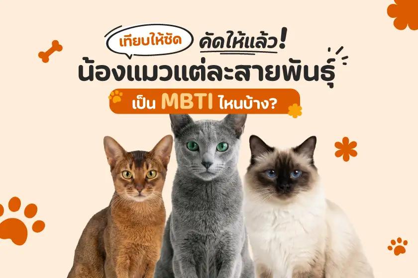 เทียบให้ชัด คัดให้แล้ว! น้องแมวแต่ละสายพันธุ์ เป็น MBTI ไหนบ้าง?