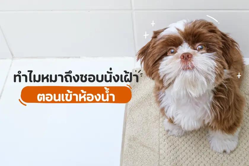 ทำไมหมาถึงชอบนั่งเฝ้าตอนเข้าห้องน้ำ