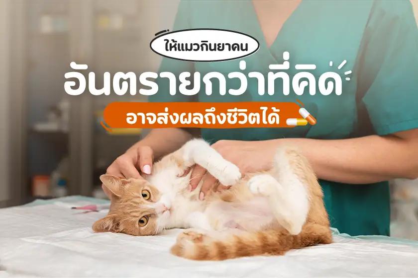 ให้แมวกินยาคน อันตรายกว่าที่คิด อาจส่งผลถึงชีวิตได้