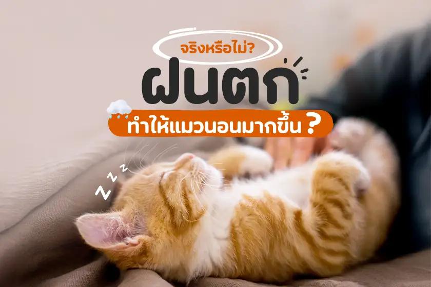 จริงหรือไม่? ฝนตก ทำให้แมวนอนมากขึ้น !?!