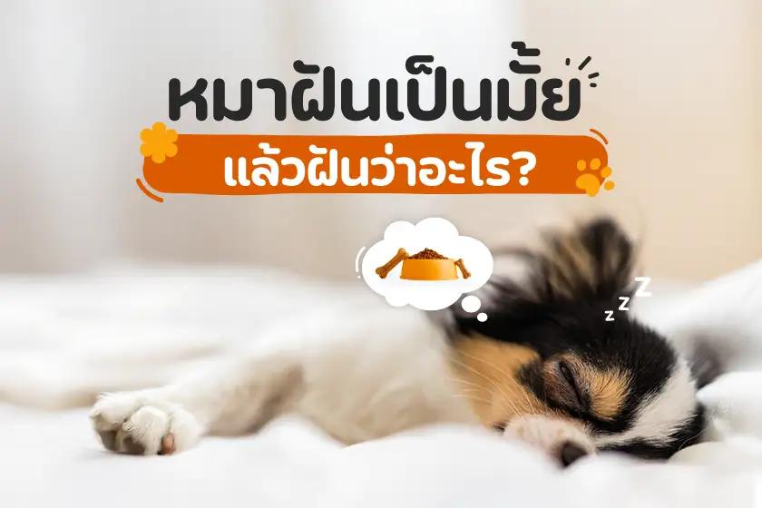หมาฝันเป็นมั้ย  แล้วฝันว่าอะไร? !?!