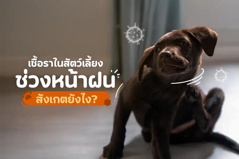 เชื้อราในสัตว์เลี้ยงช่วงหน้าฝน สังเกตยังไง?