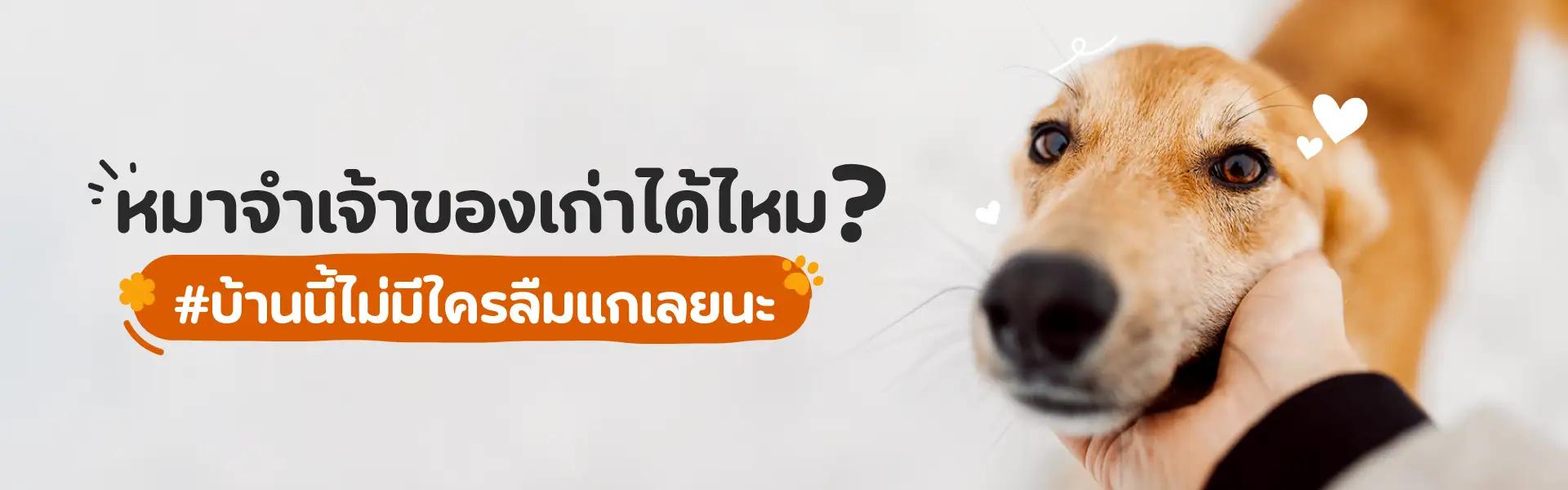 Article Banner