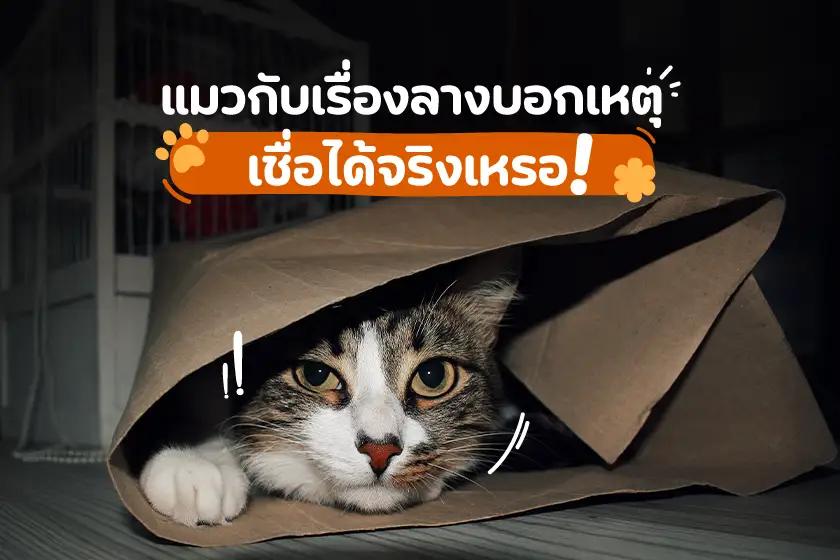 แมวกับเรื่องลางบอกเหตุ เชื่อได้จริงเหรอ !?!