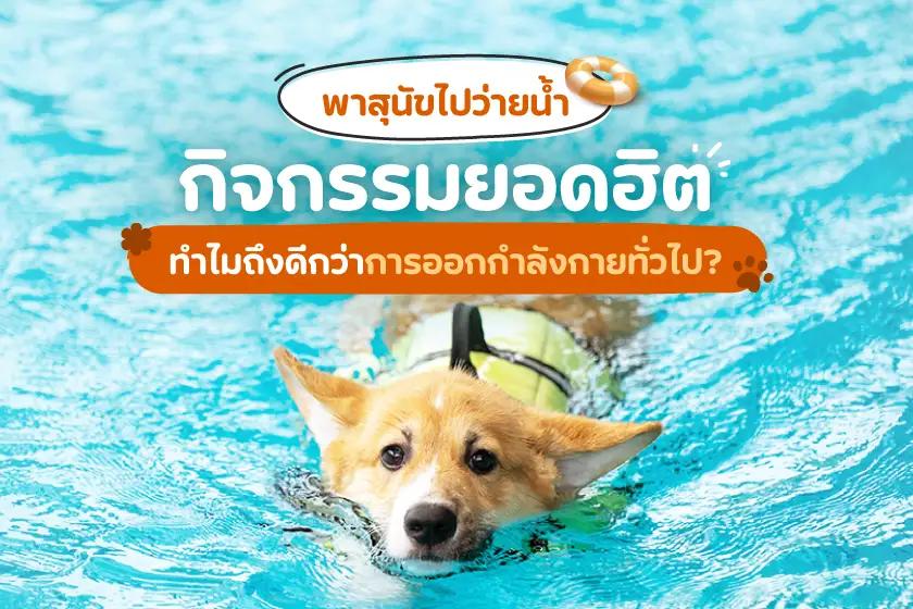 พาสุนัขไปว่ายน้ำ กิจกรรมยอดฮิต ทำไมถึงดีกว่าการออกกำลังกายทั่วไป?