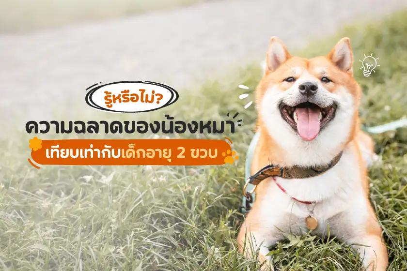 รู้หรือไม่? ความฉลาดของน้องหมา เทียบเท่ากับเด็กอายุ 2 ขวบ
