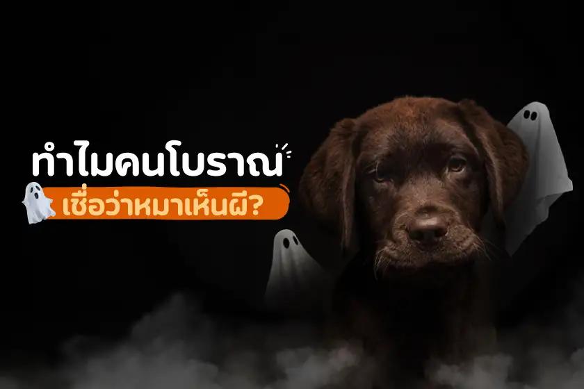 ทำไมคนโบราณ เชื่อว่าหมาเห็นผี?