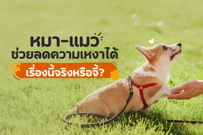 หมา แมว ช่วยลดความเหงาได้  เรื่องนี้จริงหรือจี้?