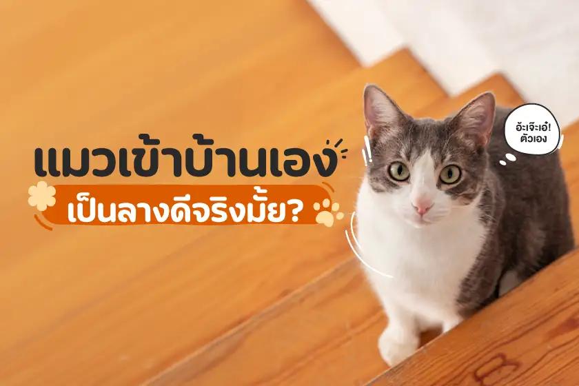 แมวเข้าบ้านเองเป็นลางดีจริงมั้ย?