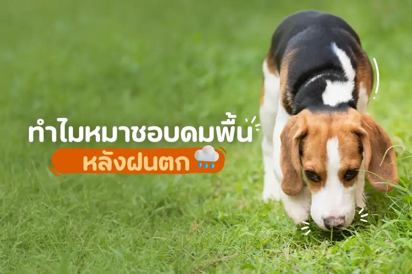 ทำไมหมาชอบดมพื้นหลังฝนตก