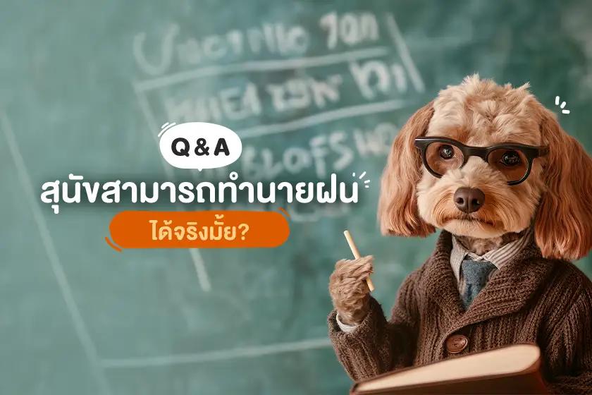 สุนัขสามารถทำนายฝนได้จริงมั้ย?