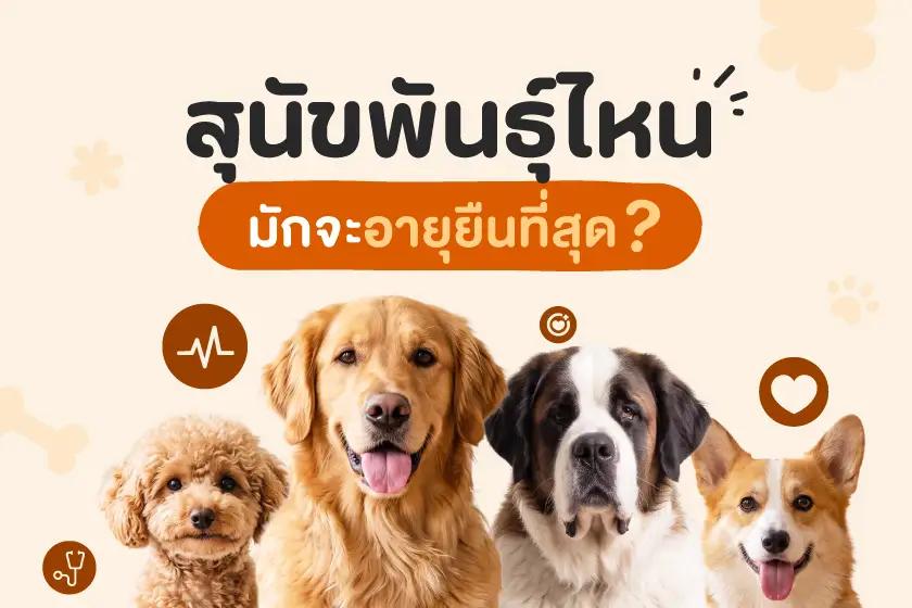 สุนัขพันธุ์ไหน มักจะอายุยืนที่สุด?