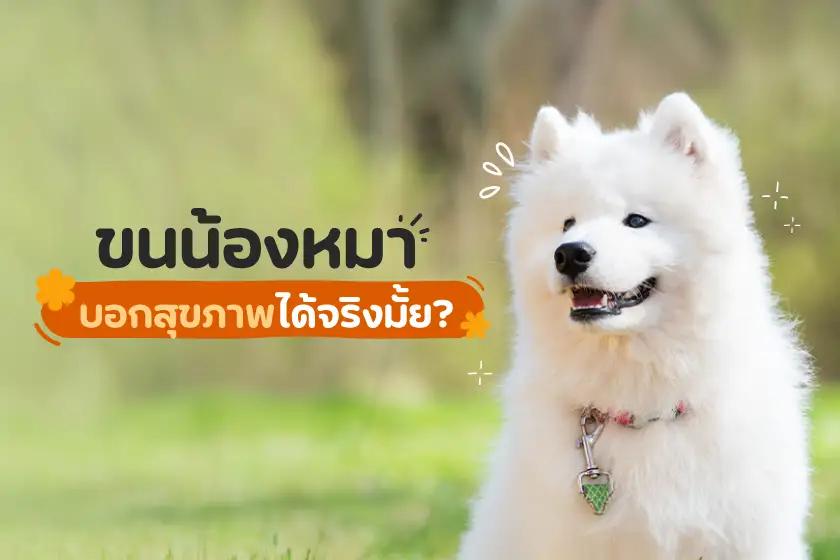 ขนน้องหมาบอกสุขภาพได้จริงมั้ย?