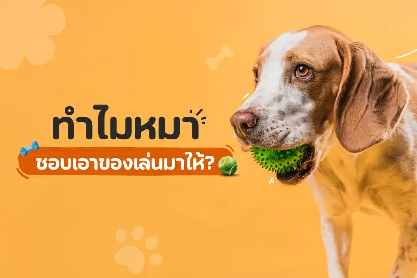 ทำไมหมาชอบเอาของเล่นมาให้?