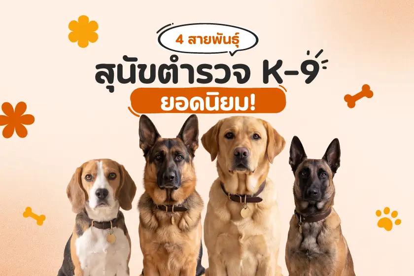 4 สายพันธุ์สุนัขตำรวจ K-9 ยอดนิยม!