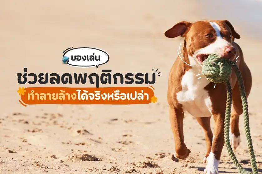 ของเล่นช่วยลดพฤติกรรมทำลายล้างได้จริงหรือเปล่า