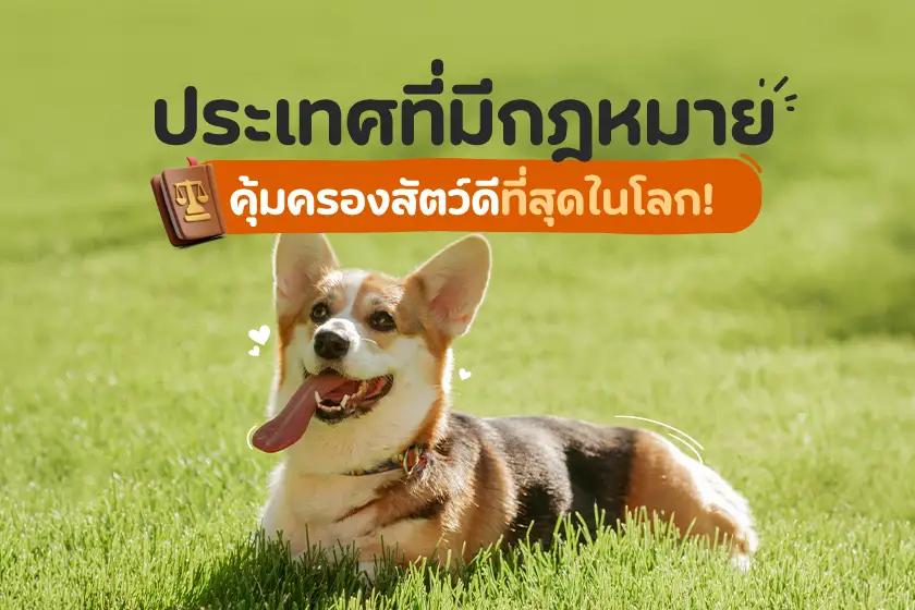 ประเทศที่มีกฎหมายคุ้มครองสัตว์ดีที่สุดในโลก!