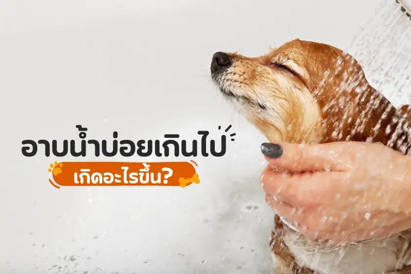 อาบน้ำให้น้องหมาบ่อยเกินไปเกิดอะไรขึ้น?