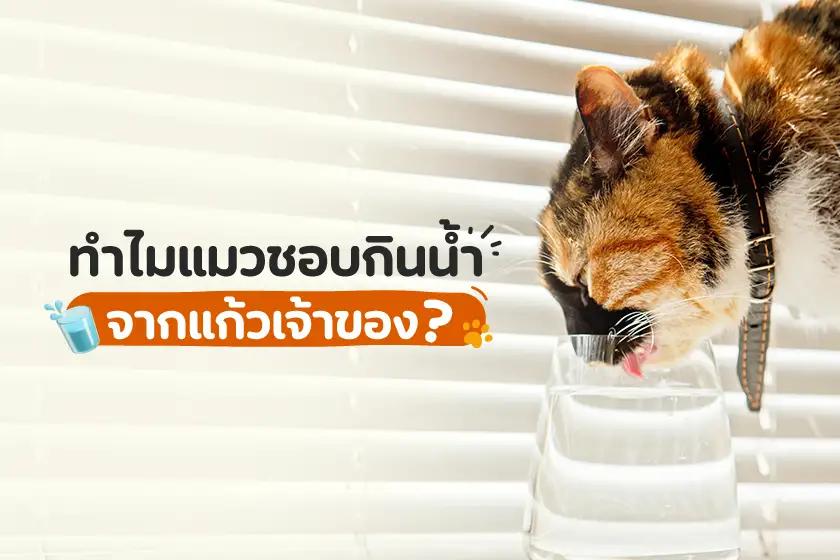 ทำไมแมวชอบกินน้ำจากแก้วเจ้าของ?