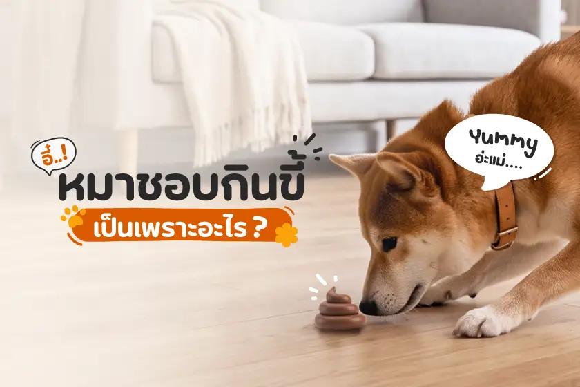 อี๋! หมาชอบกินขี้ เป็นเพราะอะไร?