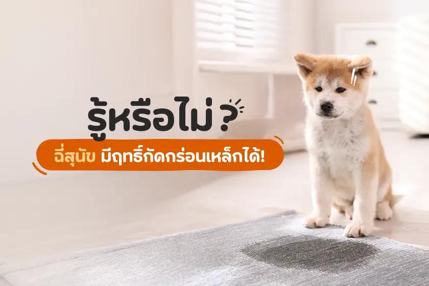 รู้หรือไม่? ฉี่สุนัข มีฤทธิ์กัดกร่อนเหล็กได้!