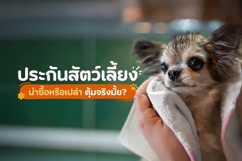 ประกันภัยสัตว์เลี้ยง น่าซื้อหรือเปล่า คุ้มจริงมั้ย?