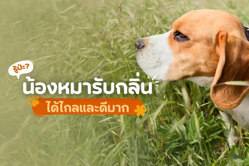 รู้ป่ะ? น้องหมารับกลิ่นได้ไกลและดีมาก