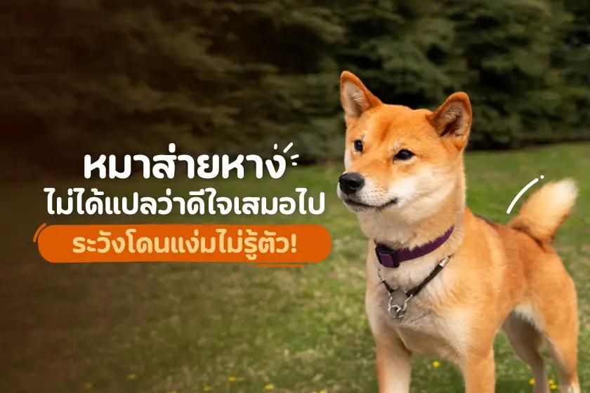 หมาส่ายหาง ไม่ได้แปลว่าดีใจเสมอไป ระวังโดนแง่มไม่รู้ตัว!