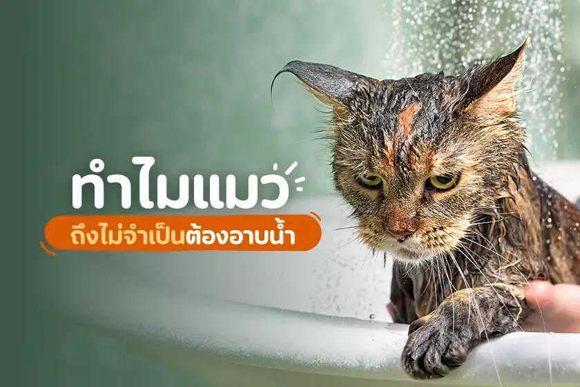 ทำไมแมวถึงไม่จำเป็นต้องอาบน้ำ