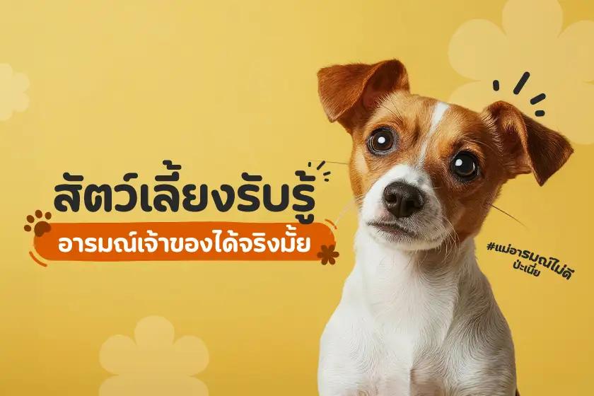 สัตว์เลี้ยงรับรู้อารมณ์เจ้าของได้จริงมั้ย?