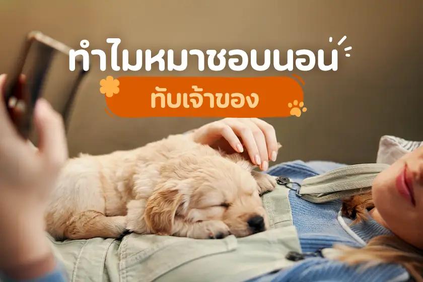 ทำไมหมาชอบนอนทับเจ้าของ?