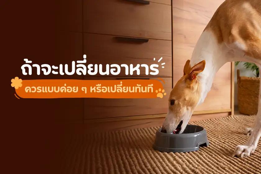 ถ้าจะเปลี่ยนอาหาร ควรแบบค่อย ๆ หรือเปลี่ยนทันที?
