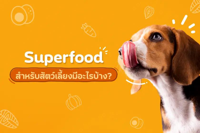 Superfood สำหรับสัตว์เลี้ยงมีอะไรบ้าง?