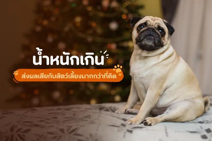 น้ำหนักเกิน ส่งผลเสียกับสัตว์เลี้ยงมากกว่าที่คิด
