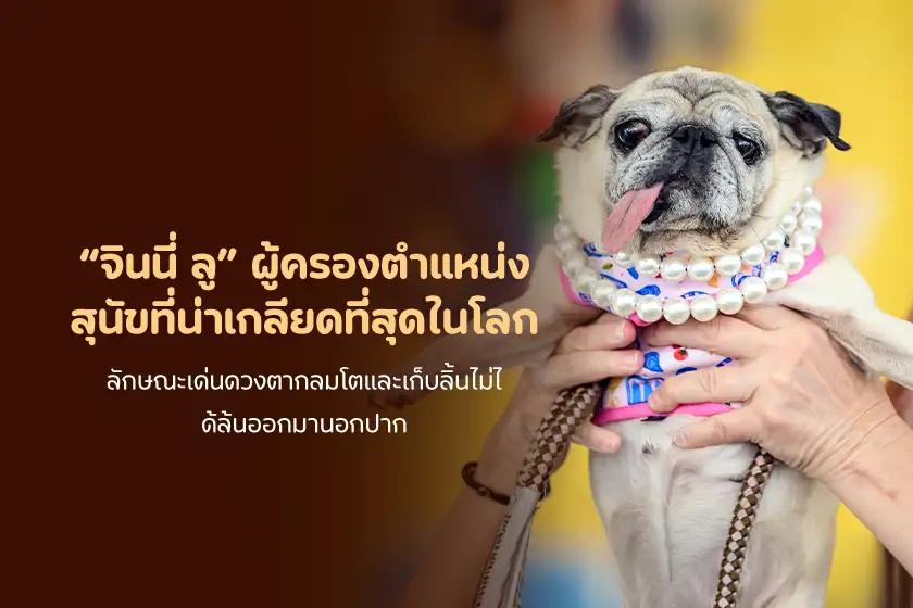จินนี่ ลู ผู้ครองตำแหน่ง สุนัขที่น่าเกลียดที่สุดในโลก