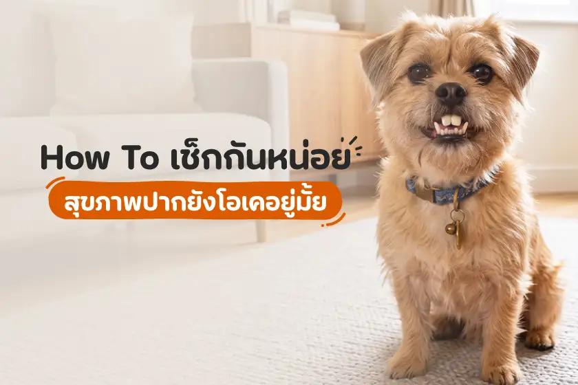 How To เช็กกันหน่อย สุขภาพปากยังโอเคอยู่มั้ย