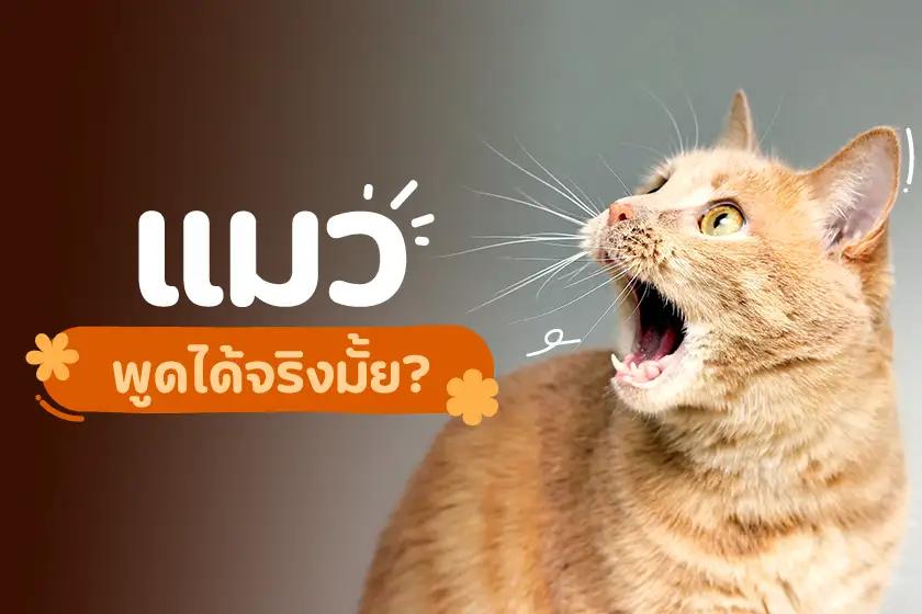 แมวพูดได้จริงมั้ย?
