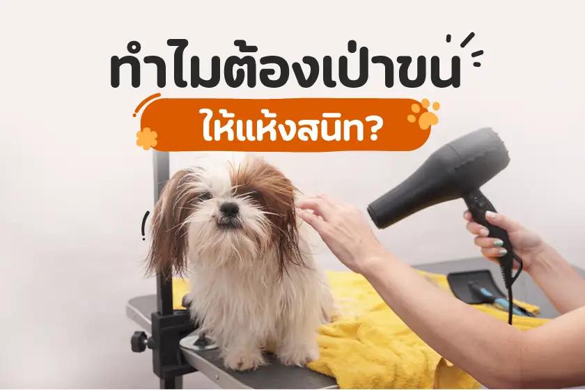 ทำไมต้องเป่าขนให้แห้งสนิท?